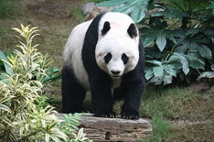 New Light on Giant Panda Reproduction Problems | SciJourner