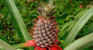 Bromeliads, which include the pineapple, may prove to be a good way to improve indoor air.