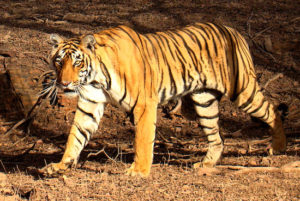 India's famed Bengal Tiger. Credit:Bjørn Christian Tørrissen via Wikipedia.